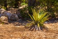 Agave americana. Genus of monocots native to the hot and arid regions of the Americas Royalty Free Stock Photo