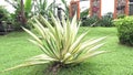 Agave americana Mediopicta (also called Agave americana, century plant, maguey, American aloe).