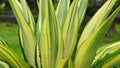 Agave americana Mediopicta. This plant is known to be able to cause severe allergic dermatitis