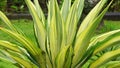Agave americana Mediopicta. This plant is known to be able to cause severe allergic dermatitis