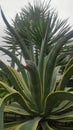 Agave americana is a native plant from Mexico, and several states in the United States: New Mexico, Arizona and Texas Royalty Free Stock Photo