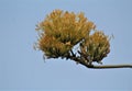 Agave americana, sentry century plant bloom with the blue sky in the background