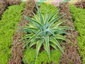 Agave americana, some common names include: Maguey, American aloe, sentry plant, century plant Royalty Free Stock Photo