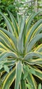 The Agave americana Royalty Free Stock Photo