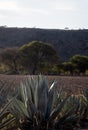 Agave Americana, this agave is used to produce traditional drinks and feed livestock in Mexico