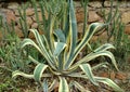 Agave americana & x27;Marginata& x27;