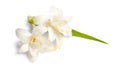 Agave amica, formerly Polianthes tuberosa or tuberose. Isolated on white background Royalty Free Stock Photo