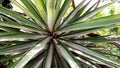 Agave angustifolia plant stock Royalty Free Stock Photo