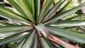 Agave angustifolia plant Royalty Free Stock Photo