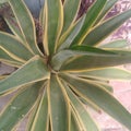 Agave angustifolia closeup.