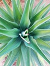 Agave angustifolia species from top view Royalty Free Stock Photo