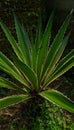 Agave angustifolia is a type of agave plant. It is used to make ornamental plant, the cultivar 'Marginata'