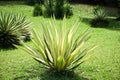 Agave Angustifolia or Vivipara Close-up Image Royalty Free Stock Photo