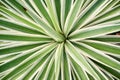 Agave Angustifolia or Vivipara Close-up Image Royalty Free Stock Photo