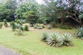 Agave area of Peradeniya Royal Botanical Gardens near Kandy, Sri Lan