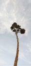 Agave asperrima Jacobi ,  Agave americana and sky Royalty Free Stock Photo