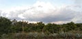 Agave asperrima Jacobi , mango tree and blue sky and cloud