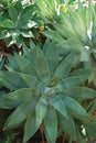 Agave Attenuata