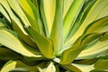 Agave attenuata, Agave, Foxtail Agave, Dragon-Tree Agave