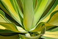 Agave attenuata, Agave, Foxtail Agave, Dragon-Tree Agave