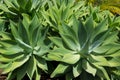 Agave Attenuata cactus plant from Canary Islands Royalty Free Stock Photo