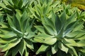 Agave Attenuata cactus plant from Canary Islands