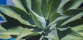 Agave attenuata closeup