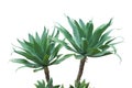 Agave attenuata, Fox Tail Agave Plants Isolated on White Background with Clipping Path Royalty Free Stock Photo