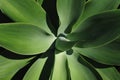Agave Attenuata Plant Royalty Free Stock Photo