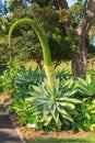 Agave attenuata plant, with huge flower spike
