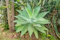 Agave attenuata is a species of agave sometimes known as the lion`s tail, swan`s neck, or foxtail