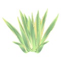 Agave azul isolated on white background vintage vector illustration editable