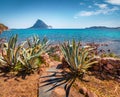 Agave Azul plant on the shore of Porto Taverna beach with Tavolara island on background