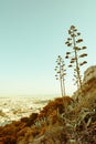 Agave in bloom on a hill above Athens, Greece Royalty Free Stock Photo