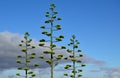 Agave in bloom