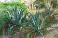 Agave blue plant tropical drought tolerance has sharp thorns. Agave tequilana Royalty Free Stock Photo