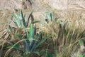 Agave blue plant tropical drought tolerance has sharp thorns. Agave tequilana Royalty Free Stock Photo