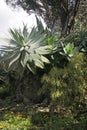 Agave at the Botanical gardens Royalty Free Stock Photo