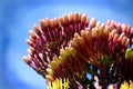 Agave Buds