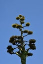 Agave cactus blossoms reaching for the sky Royalty Free Stock Photo