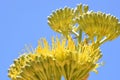 Golden agave flowers against a blue sky