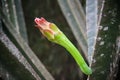 Agave cactus flower Royalty Free Stock Photo