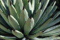 Agave cactus macro - plant closeup