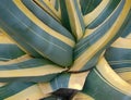 Agave middle of the stem and green leves close up