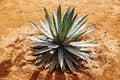 Agave cactus plant on dry sand background Royalty Free Stock Photo