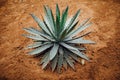 Agave cactus plant on dry sand background Royalty Free Stock Photo