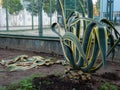 Agave with clipped leaves. Agave leaves on the ground. The work of a co-worker. Landscaping work