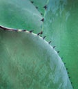 Agave Close Up (Agavoideae)