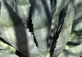 Agave close up tropical plant. Natural background