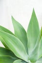 Agave close up, tropical plant natural background, vertical photo of succulent